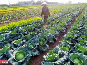 ハノイ市の農業/農産物加工について